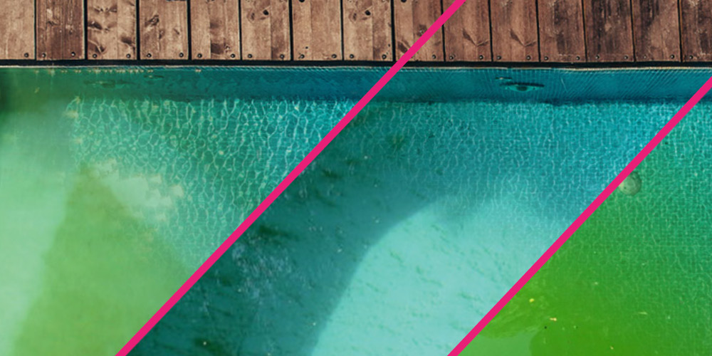 The different types of algae in pool water : Pink, black, green or yellow